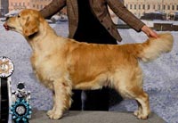 фото голдена Terra Antyda Sani New Princ of Heart