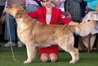 фото голдена Terra di Siena Love Me Forever