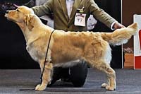 фото голдена Terra Di Siena Sunrise Sunrise