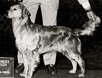 фото голдена Thornelea's Guinevere