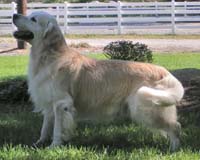 фото голдена Tramin Amazing World