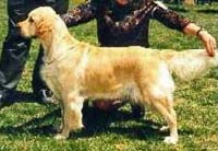 фото голдена Tweedwater Brengwain