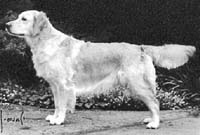 фото голдена Westley Deanna Fairfield