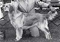 фото голдена Westmont Goldrush Dynamite