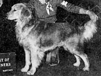 фото голдена Westmont's Defender