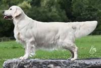 фото голдена Xanthos Foreign Affaire 