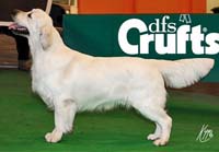 фото голдена Xanthos Mondriaan