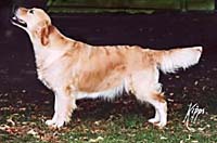 фото голдена Xanthos Purple Patch