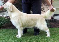 фото голдена Yellowfetch Pixie Dust