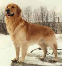 фото голдена Zevs Baster