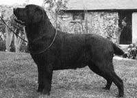 фото Balrion Black And Tan