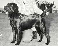 фото Briary Bluebell