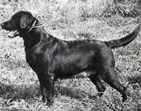 фото Briary Bonnie Briana