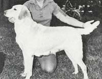 фото  Briary Floradora