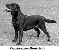 Лабрадор Cambremer Montclair