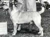 лабрадор Charway Crofter