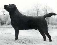 Лабрадор Charway Maverick