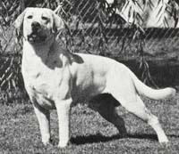 Лабрадор  Coalcreek's Briary Breakthru