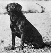 Лабрадор Drakeshead Tinker