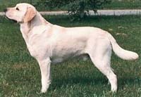 фото Ebonylane's Buccaneer Gold