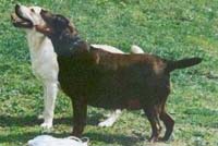 Лабрадор  Frabes Treisy Retriever