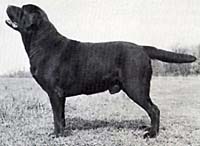 Лабрадор Kelleygreens Kandyman