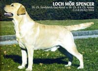 Лабрадор  Loch Mor Spencer
