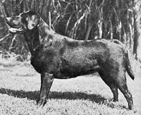 фото Lockerbie Pebblestreet Dinah