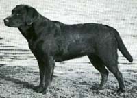 лабрадор Mallorn's Applesauce фото