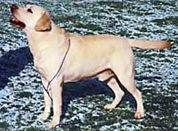 Лабрадор Newinn Victor