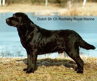 Лабрадор Rocheby Royal Marine