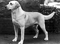 фото Shamrock Acres Light Brigade