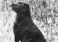 Лабрадор Stratfieldsaye Dipper