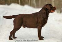 Tjotte's The Purplelizer
