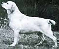 Лабрадор  Tweedledum Pop My Cork