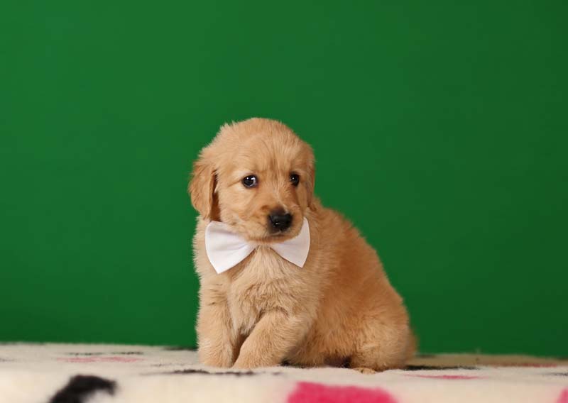 Голден ретривер золотистого окраса фото