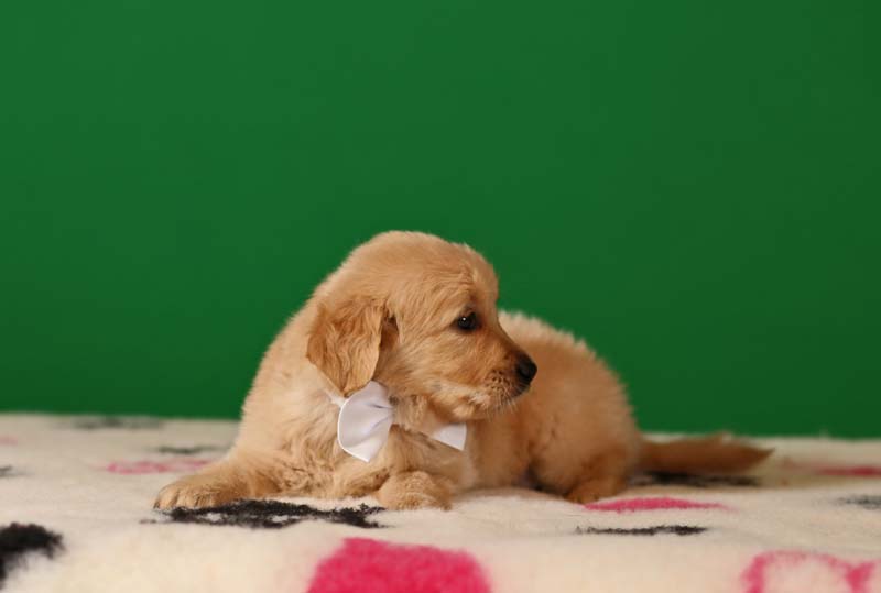 Золотистый ретривер, мальчик с белой бабочкой  фото