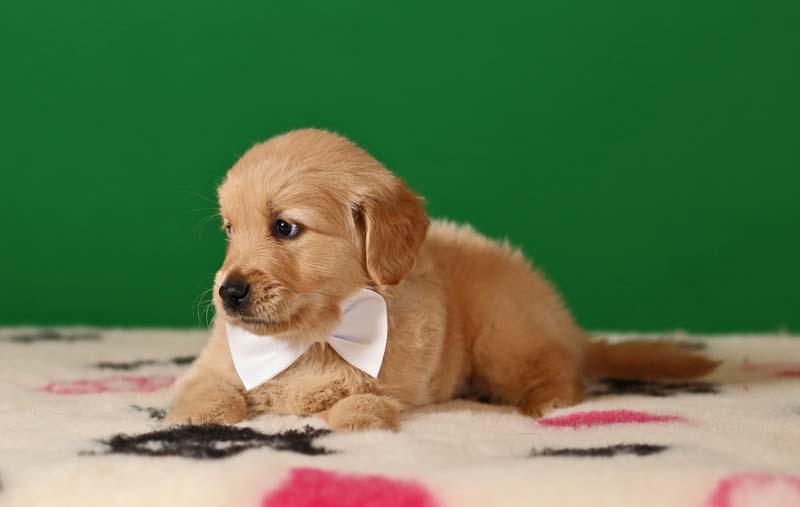 Золотистый ретривер, мальчик с белой бабочкой  фото