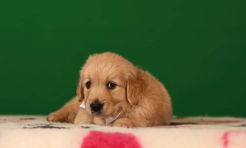 Золотистый ретривер, мальчик с белой бабочкой  фото