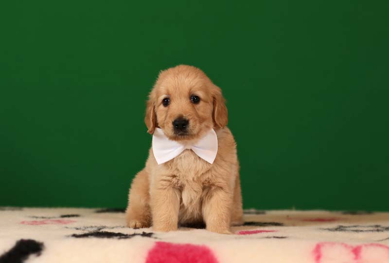 Золотистый ретривер, мальчик с белой бабочкой  фото