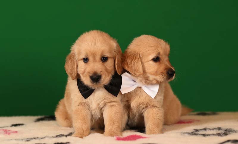 Золотистые ретриверы, джентельмены с черной и белой бабочками  фото