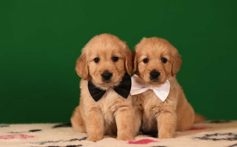 Голден ретривер золотистого окраса фото