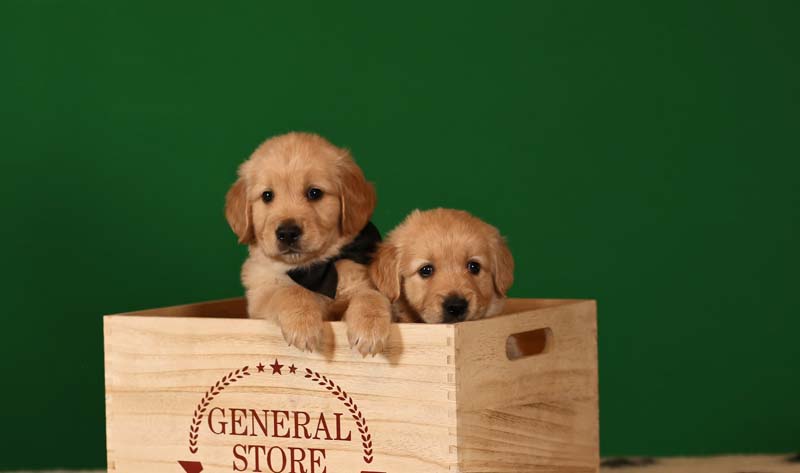 Золотистые ретриверы, джентельмены с черной и белой бабочками  фото