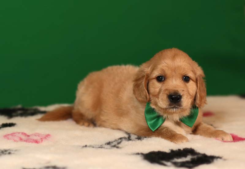 Золотистый ретривер, мальчик с зеленой бабочкой  фото