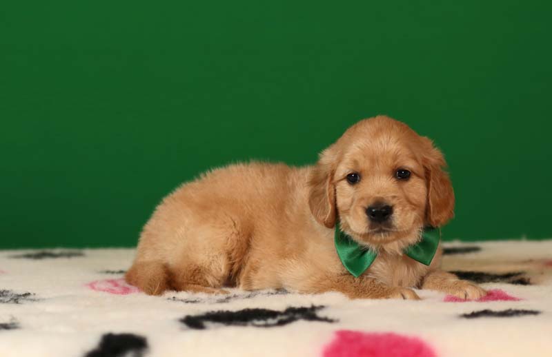 Золотистый ретривер, мальчик с зеленой бабочкой  фото