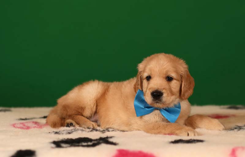 Золотистый ретривер, мальчик с бирюзовой бабочкой  фото