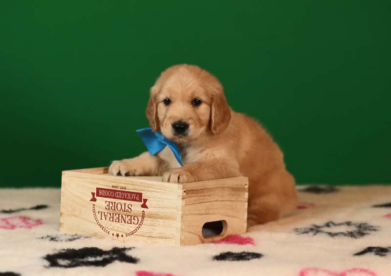 Золотистый ретривер, мальчик с бирюзовой бабочкой  фото