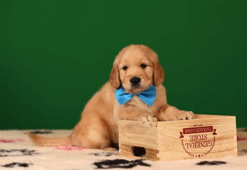 Золотистый ретривер, мальчик с бирюзовой бабочкой  фото