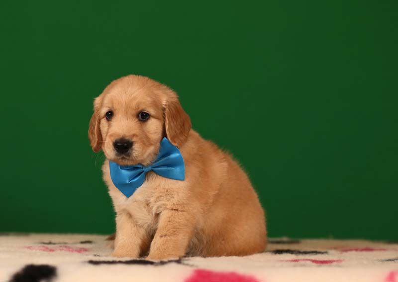 Золотистый ретривер, мальчик с бирюзовой бабочкой  фото