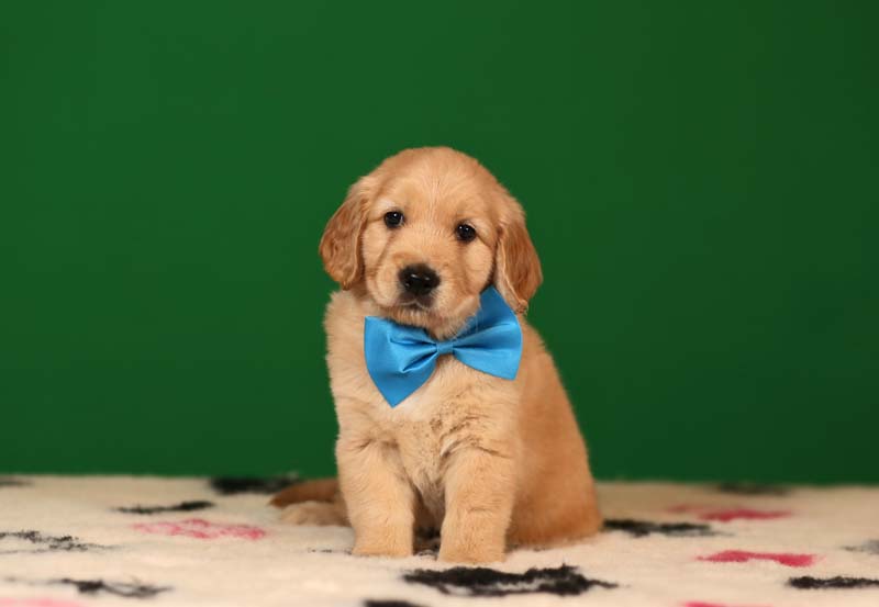 Голден ретривер золотистого окраса фото